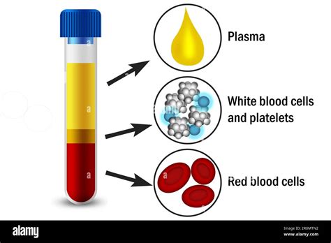 Blood Composition With Platelets Red Blood And White Blood Cells In