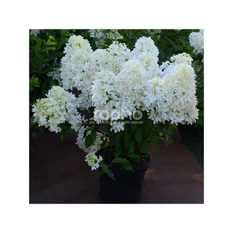 Hydrangea Paniculata Petite Star Coustar