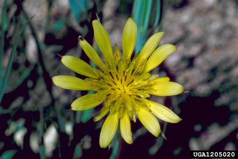 Western Salsify Tragopogon Dubius