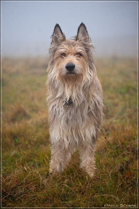 Berger Picard Herding Dogs Dog Breeds Dog Life