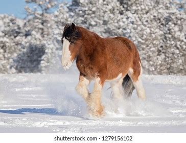 Clydesdale Horse Snow Stock Photo 1279156102 | Shutterstock