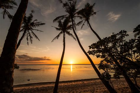 palm trees  sunset  guam micronesia stock  pictures