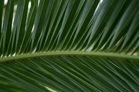 Palm Leaf Texture