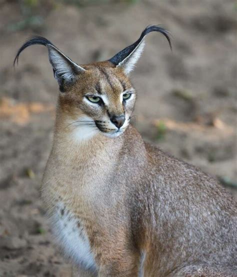 25 Das Mais Belas Imagens De Gatos Selvagens