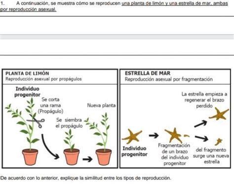 Me Ayudan Porfaaaaa Nesecito La Respuesta Y La Explicacion Alumnos