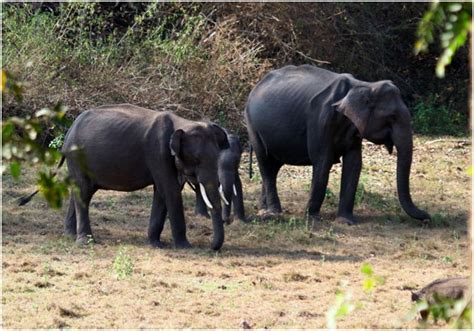 Top 5 Elephant Reserves In India Deep Jungle Home