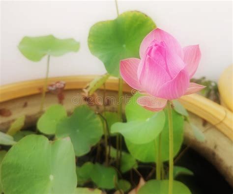 Agua Lily Plantae Sagrado Loto Frijol De India Nelumbo Nelumbonaceae