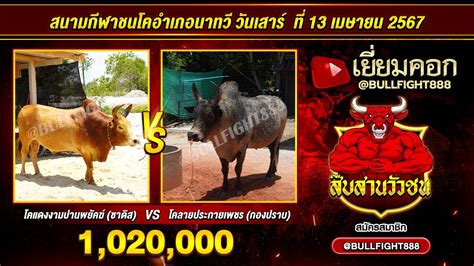 สนามกฬาชนโคอำเภอนาทว โคแดงงามปานพยคฆ ซาดส VS โคลายประกายเพชร