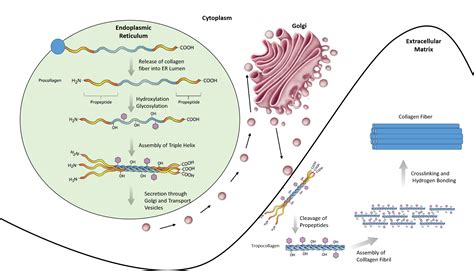 Fajarv: Quaternary Protein Structure Diagram