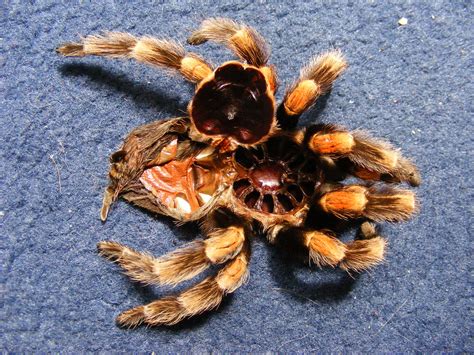 Moulted Tarantula Skin If You Wish To Use This Photo Pleas Flickr