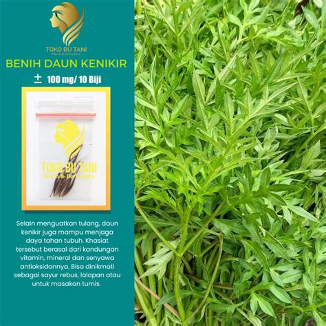 Jual Btn Benih Sayur Daun Bibit Kenikir Sayur Lalap Super Bibit Sayuran