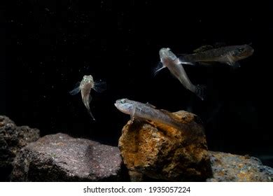 52 Eel goby Images, Stock Photos & Vectors | Shutterstock