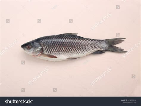 20,125 Pastel Fishes Images, Stock Photos & Vectors | Shutterstock