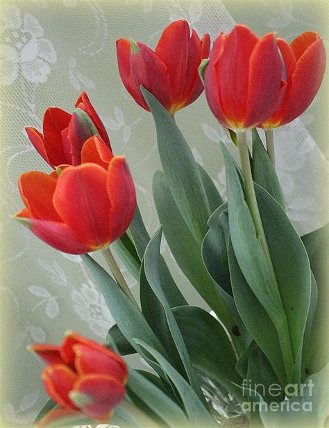 Red Tulips In Early Spring Photograph By Dora Sofia Caputo Fine Art America