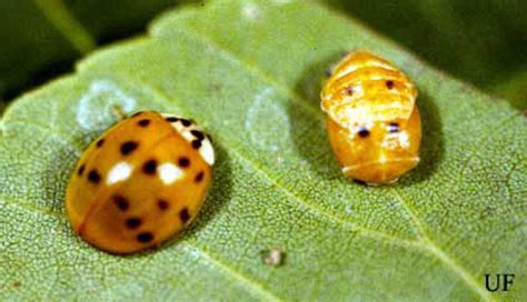 Ladybugs Insecta Coleoptera Coccinellidae