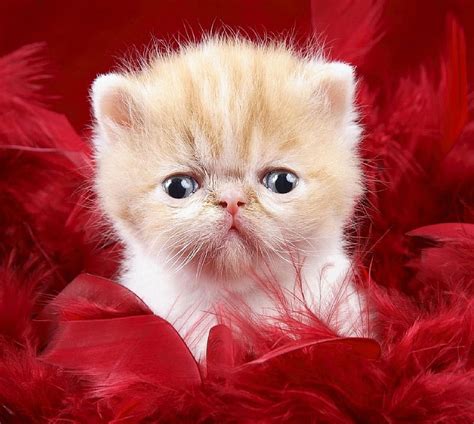 Little Cat Hd Wallpaper Peakpx