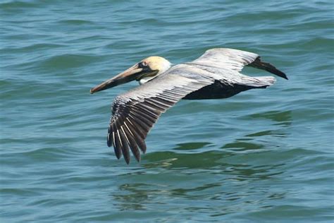 Brown Pelican Project Noah