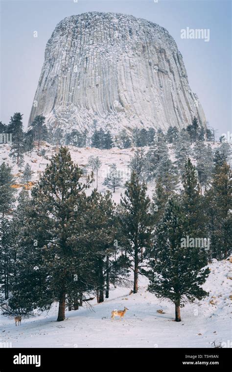 Devils tower in winter hi-res stock photography and images - Alamy