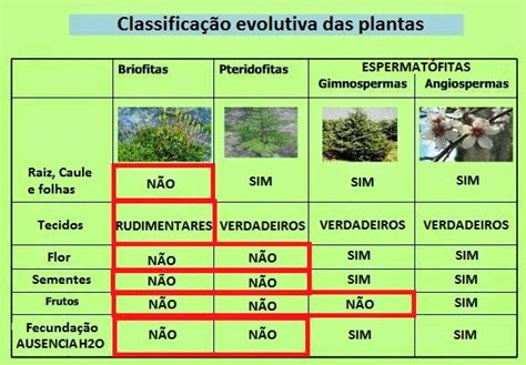 Evolução Das Plantas A Biologia Para Todos Vivendo A Bio