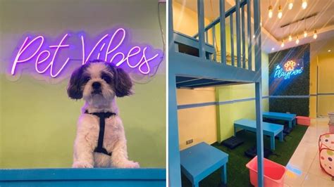 15 Must Visit Pet Cafes And Restaurants In And Near Metro Manila