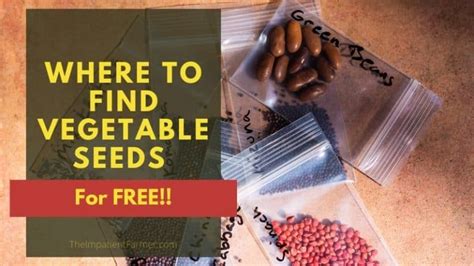 The Best Places to Get Free Vegetable Seeds For Your Garden