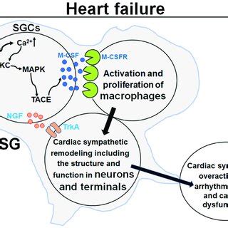 Mechanisms Underlying The Remodeling Of Cardiac Postganglionic