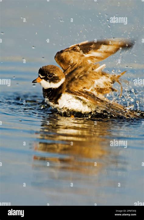 Semi Palmated Plovers Hi Res Stock Photography And Images Alamy