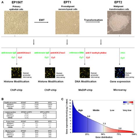 Overview Of Genome Wide Profiling Of Histone Methylation DNA