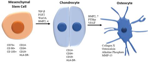 Ctgf Signaling In Skeletogenesis Articular Cartilage And