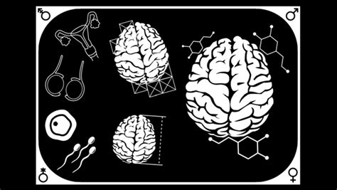 Sex Differences In The Brain