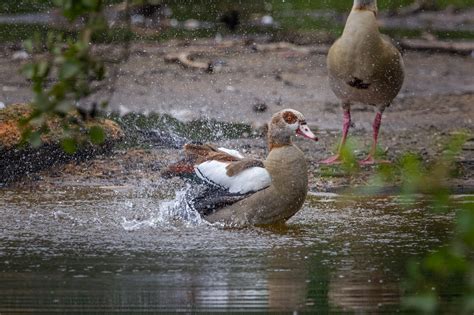 Egyptian Geese Birds - Free photo on Pixabay - Pixabay