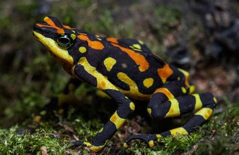 Costa Rican Variable Harlequin Toad: The Intriguing Atelopus Varius