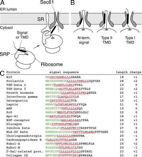 The Essential Steps In Cotranslational Translocation A SRP