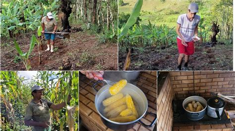 INICIANDO A SEMANA DO MELHOR JEITO PLANTANDO MILHO E FAVA COLHENDO