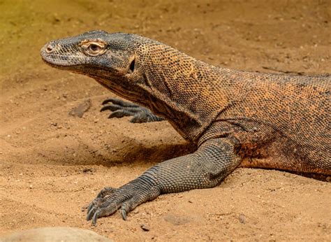 Fakta Menarik Komodo Hewan Purba Yang Berbahaya