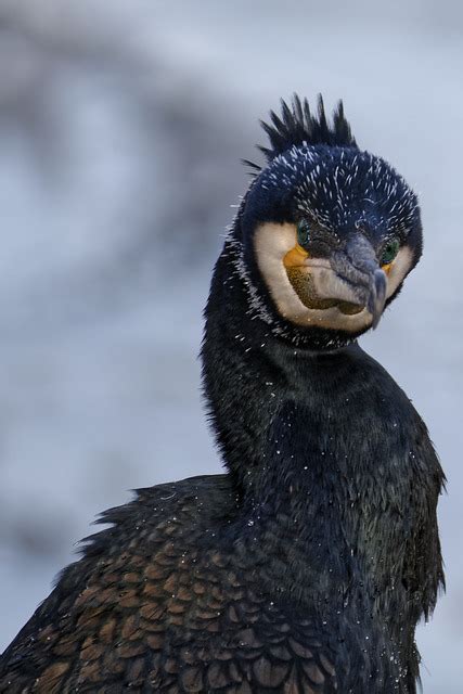 Bird Great Cormorant Bokeh Close - Free photo on Pixabay