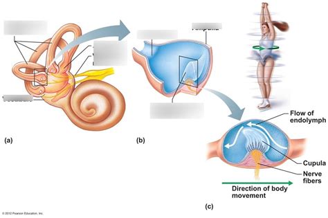 structure and function of crista ampullaris (diagram a-b) Diagram | Quizlet