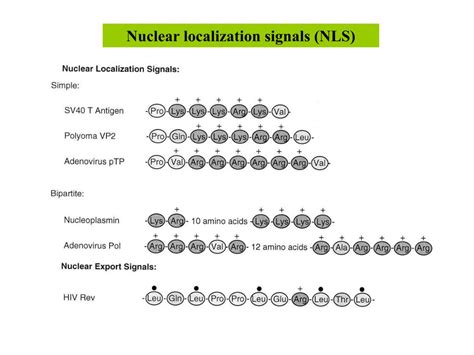 Ppt Summary Of Virus Introduction Powerpoint Presentation Free