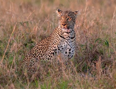 Photo Gallery Of Big Cats Big Cats In Africa