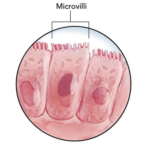 Free Certain Cells Such As Those Along The Digestive Tract Need To