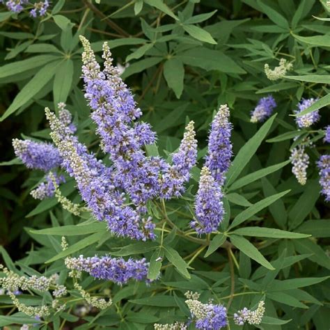 Chaste Tree - Vitex agnus-castus - Shrubs - Gardenya Online Garden Center