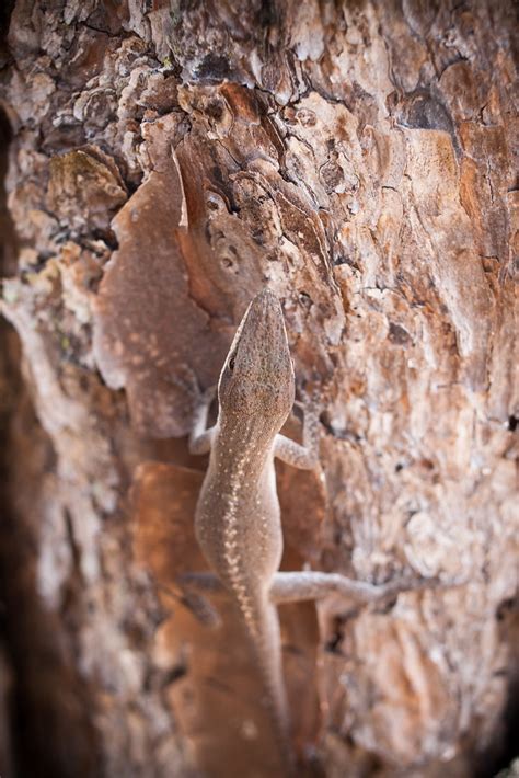 Anole Justin Meissen Flickr