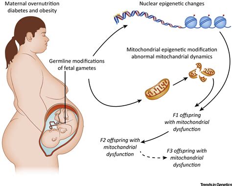 Developmental And Transmittable Origins Of Obesity Associated Health