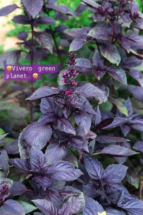 Growing basil planting care tips – Artofit