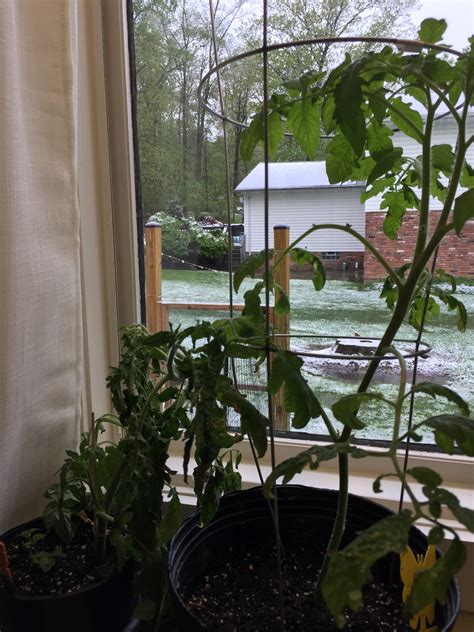 How to help seedlings survive the transition from indoors to outdoors