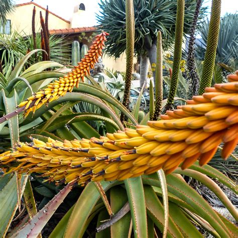 Aloes: Aloe marlothii OP