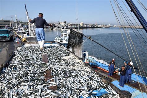 銚子漁港、11年連続の水揚げ量日本一 イワシとサバ好調 サンマは記録的不漁 千葉日報オンライン