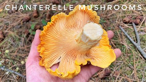 Wild Chanterelle Mushrooms