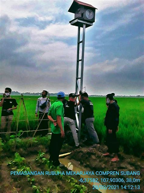 Keren Di Desa Ini Petani Gunakan Burung Hantu Untuk Kendalikan Hama