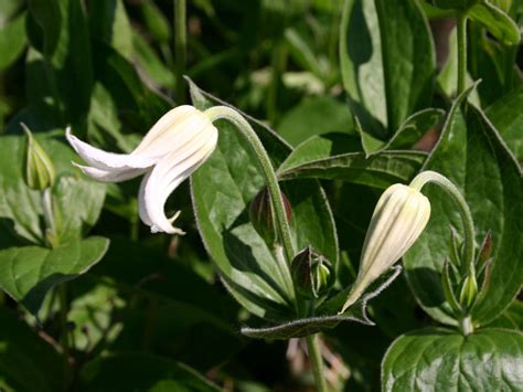 Clematis Alba Clematis Integrifolia Alba Baumschule Horstmann